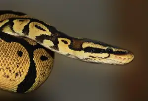 Python Download